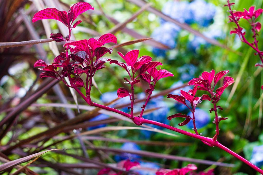 Mt Glorious Getaways Villa Mount Glorious Eksteriør billede